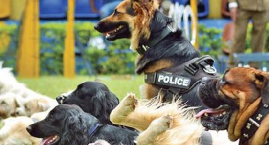Police K9 For School Drug Checks